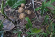 <strong>Dysoxylum molle - Birnbaum Philippe - 1427</strong><br />© Ramon, Laurence